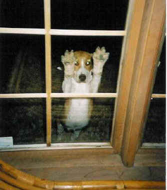 paws_on_the_window.jpg